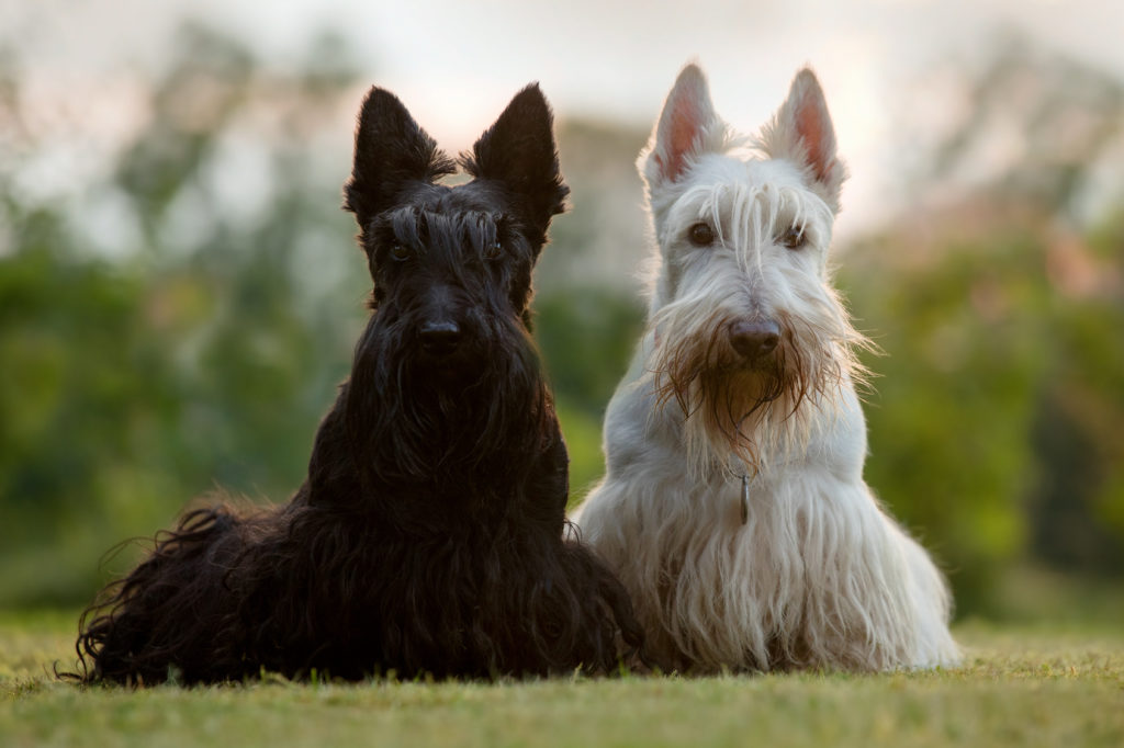 schwarz und weiß scottish terrier