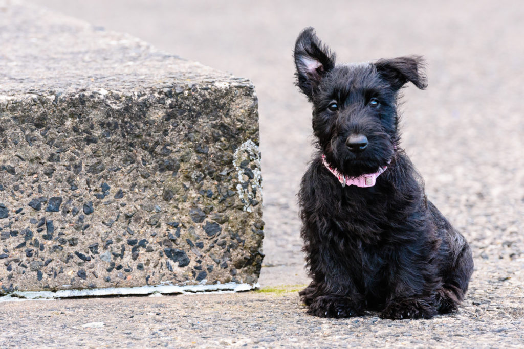 scottish terrier welpe