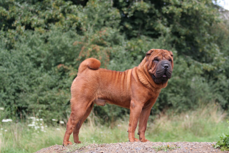 shar pei reh braun