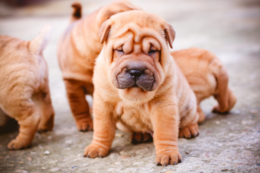 Shar Pei Charakter, & Pflege - Hund | Rassebeschreibung