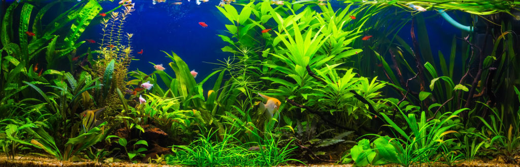 süßwasserfische