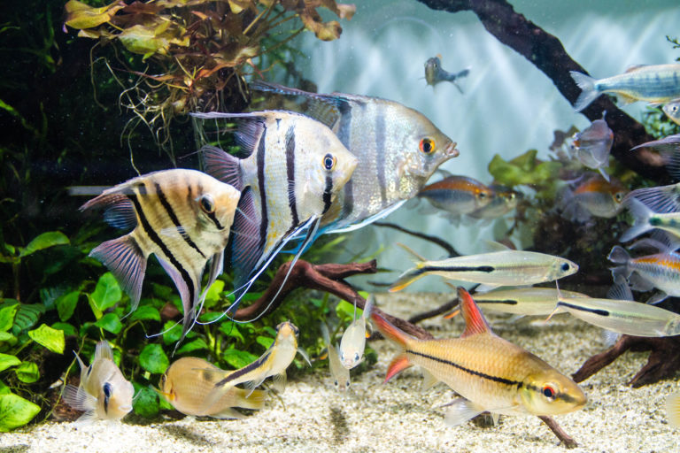 süßwasserfische im aquarium