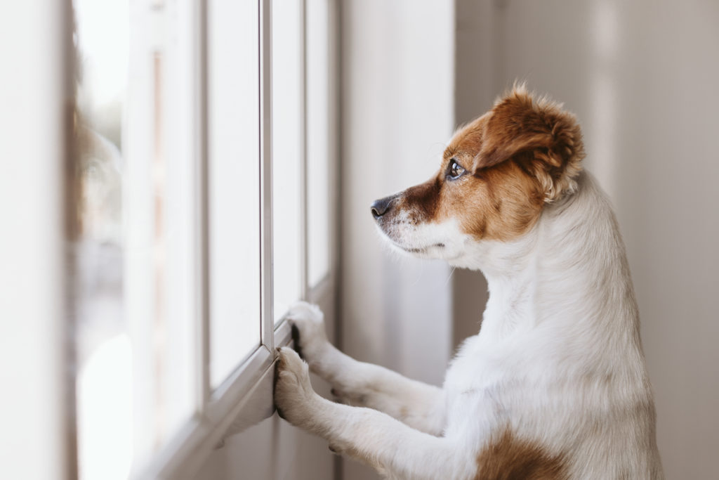 Welpen Hund Alleine Lassen So Gewohnt Man Hunde An Das Alleinsein