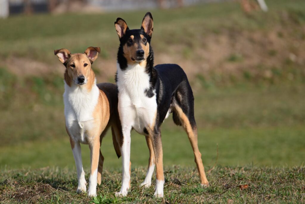 zwei kurzhaarcollies auf wiese