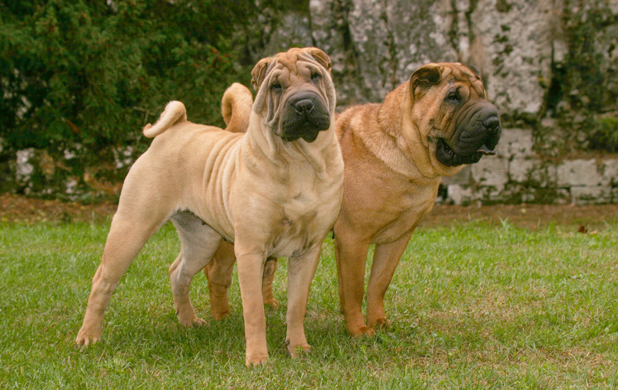 zwei shar pei hunde im grass