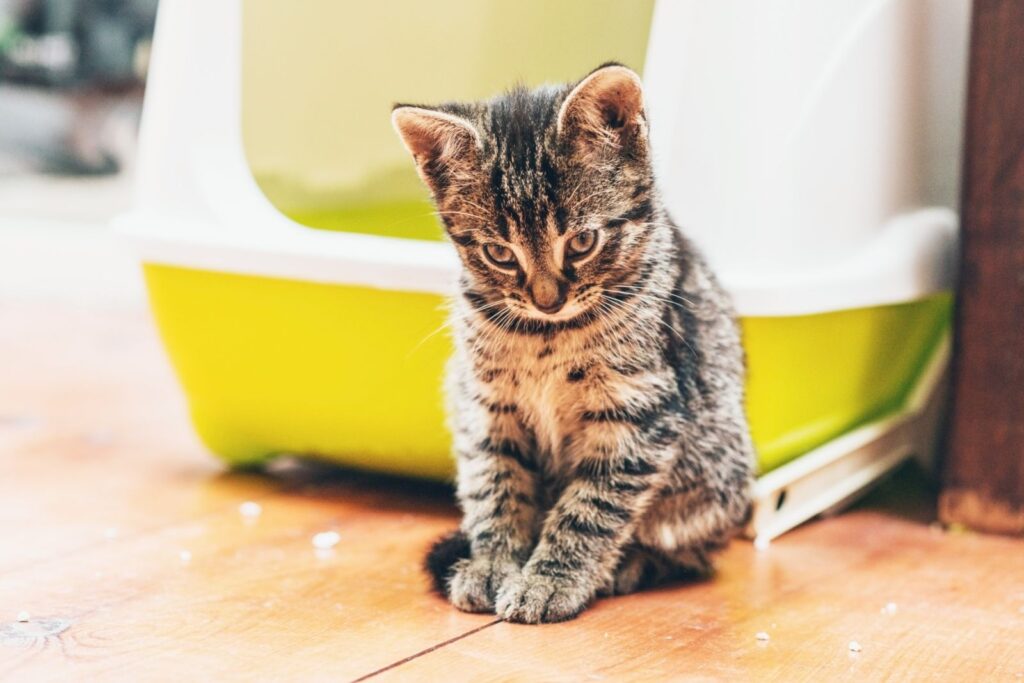 Kitten mit Durchfall vor Katzentoilette