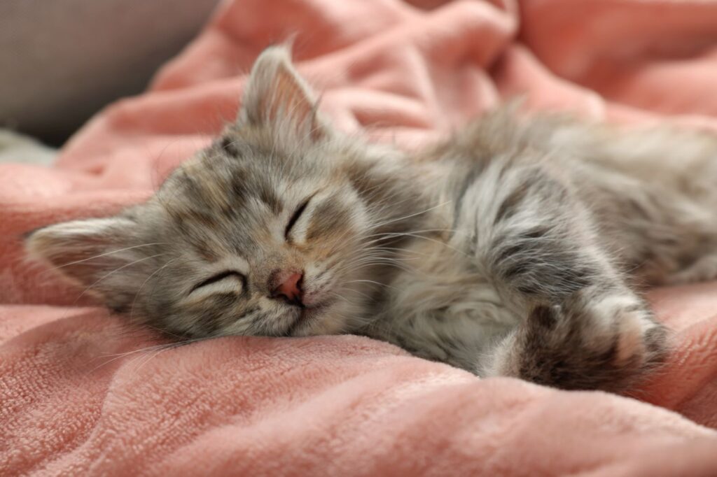 Kitten schläft nach Durchfall