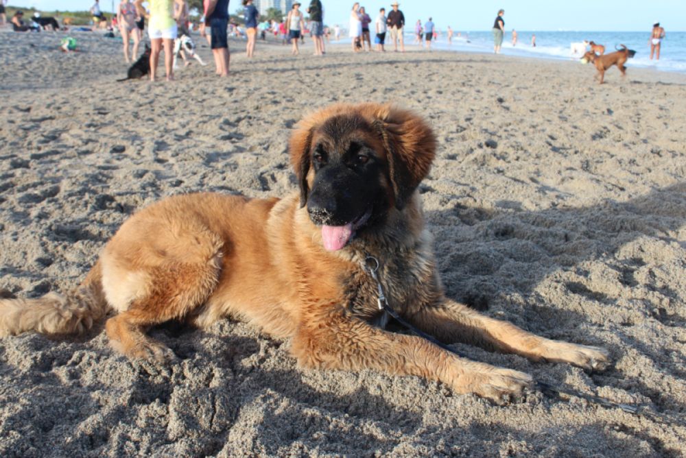 Leonberger Welpe am Mittelmeer Hund im Mittelmeerraum