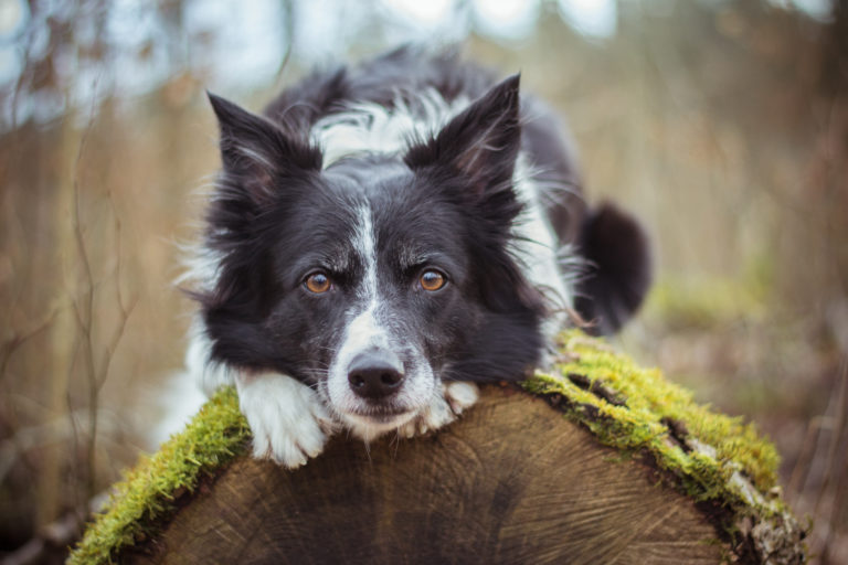 Die Ernahrung Des Border Collie Welches Futter Ist Das Beste