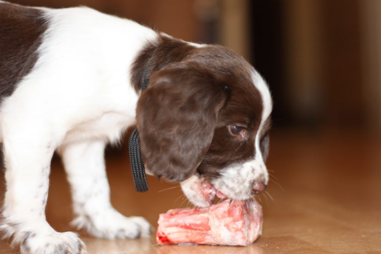 english spaniel welpe frisst fleisch