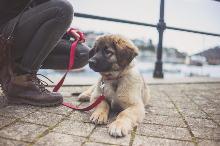 leonberger welpe aus dem ausland adoptieren leonberger welpe aus dem ausland adoptieren