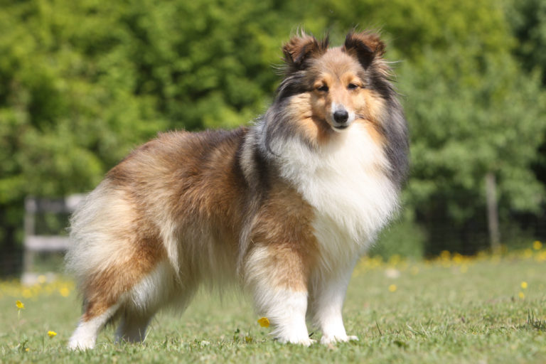 shetland sheepdog