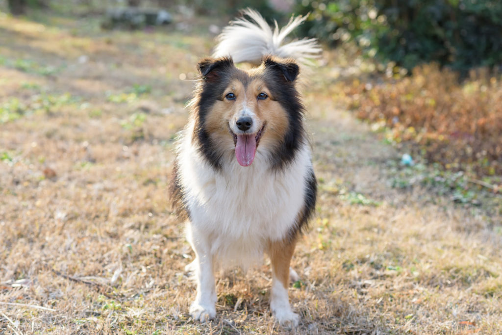 shetland sheepdog lächelt