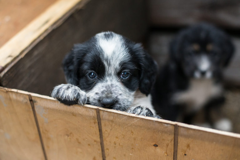 Welpen aus dem Tierheim in einer Box