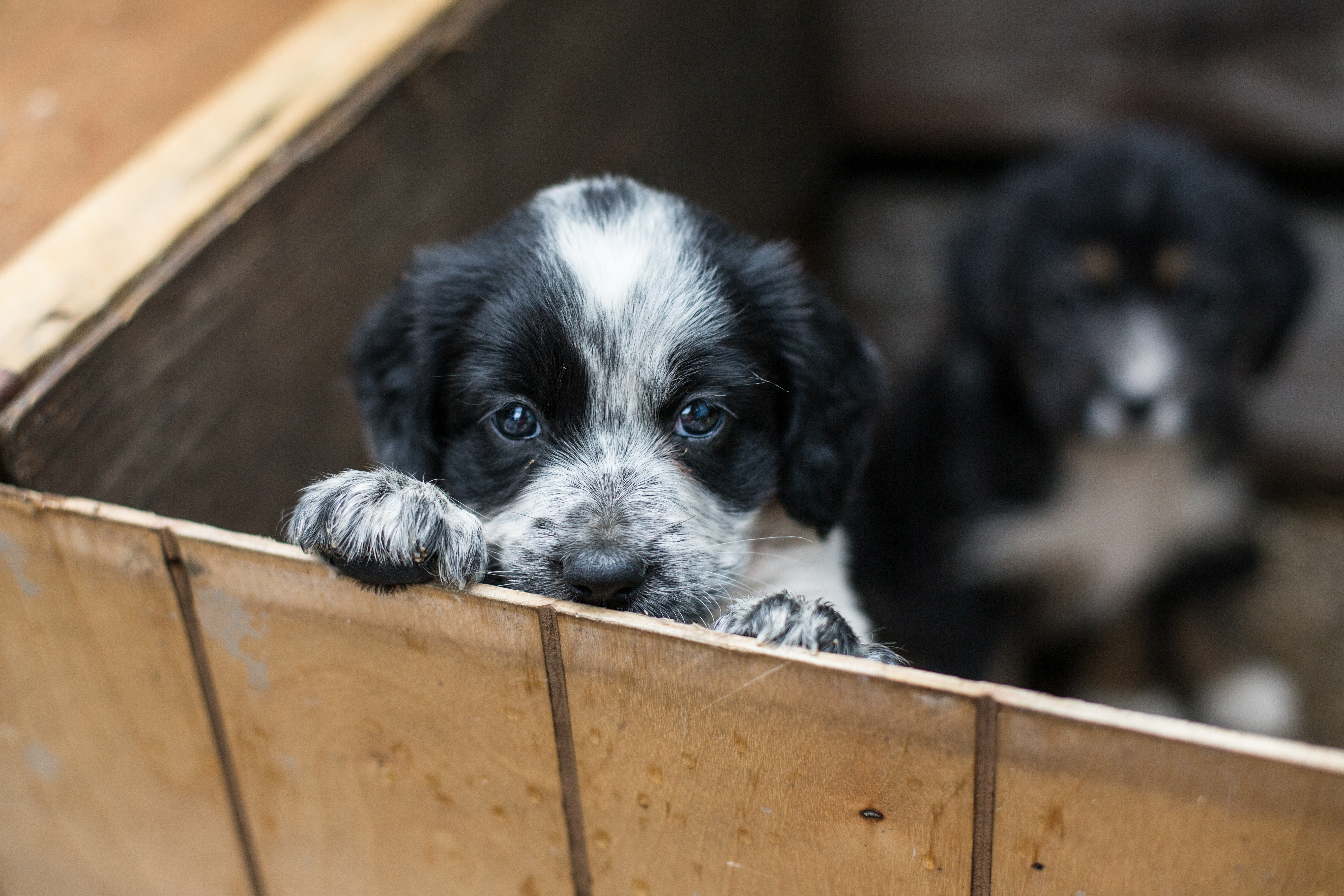 Teasing kuffert Grape Welpen aus dem Tierheim adoptieren: Vorteile & Ablauf | zooplus