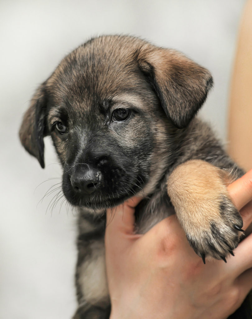 Welpen aus dem Tierheim adoptieren Vorteile & Ablauf zooplus