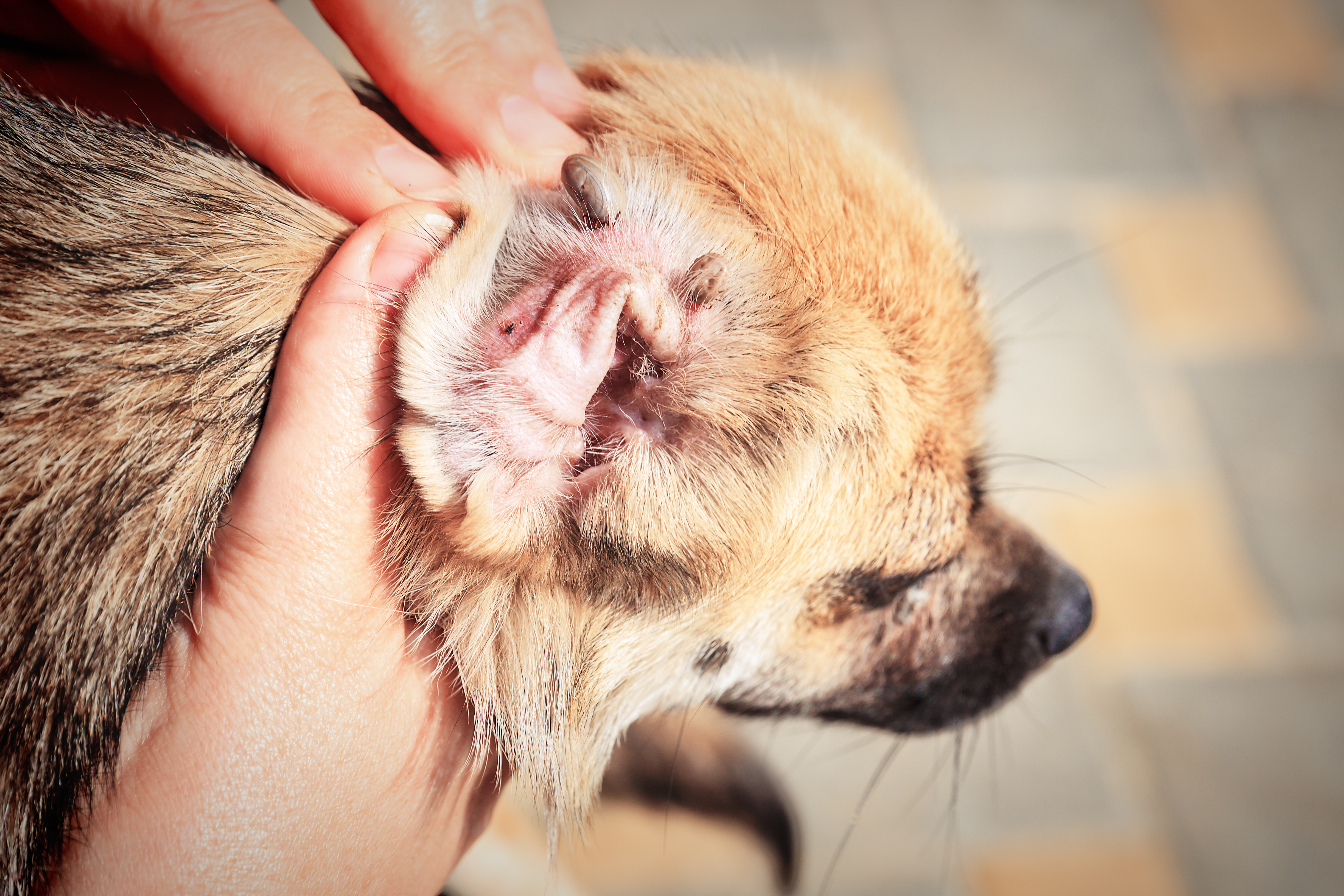 Ohrmilben Beim Hund Symptome Ursachen Behandlung Zooplus