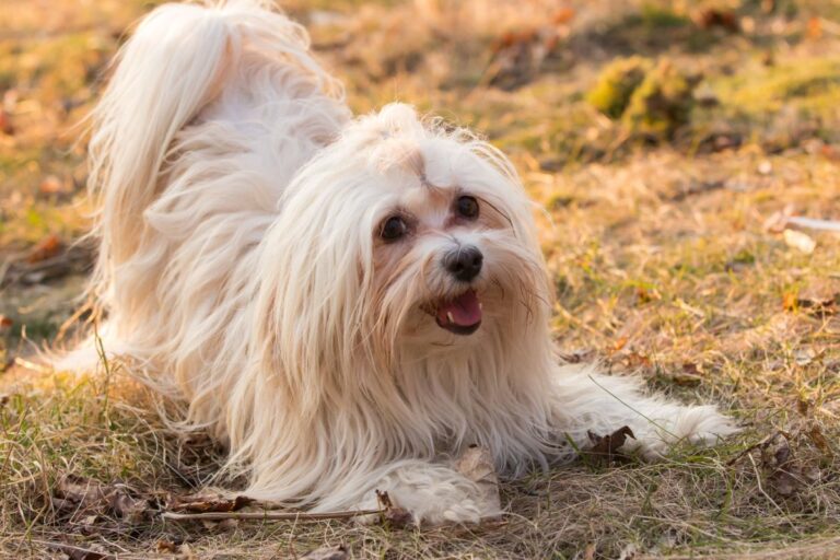 havaneser hund im gras