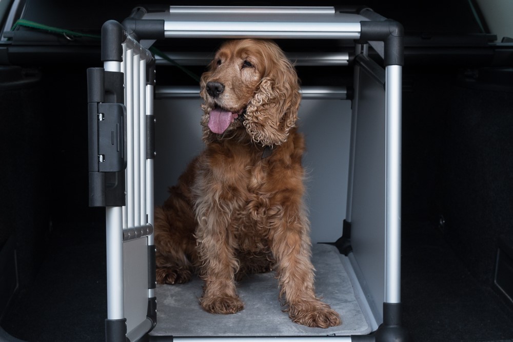 Hund sitzt in Transportbox in Auto