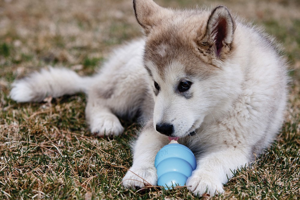 Husky Welpen eingewöhnen mit Hundespielzeug