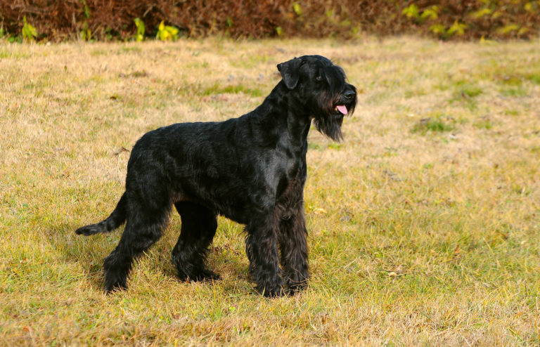 Riesenschnauzer