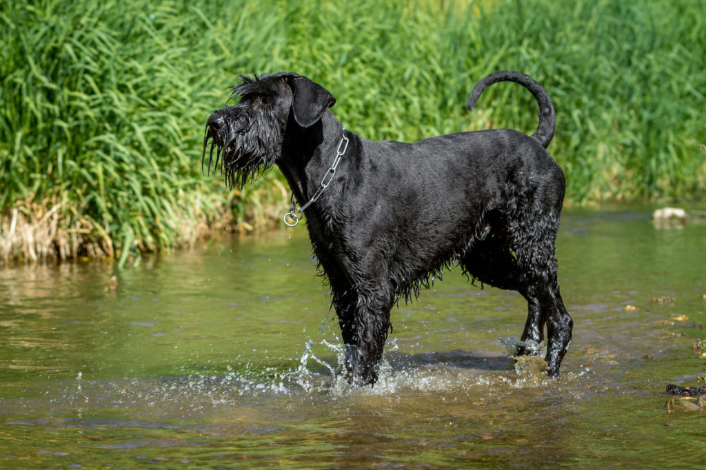 Riesenschnauzer Charakter, Haltung & Pflege ...