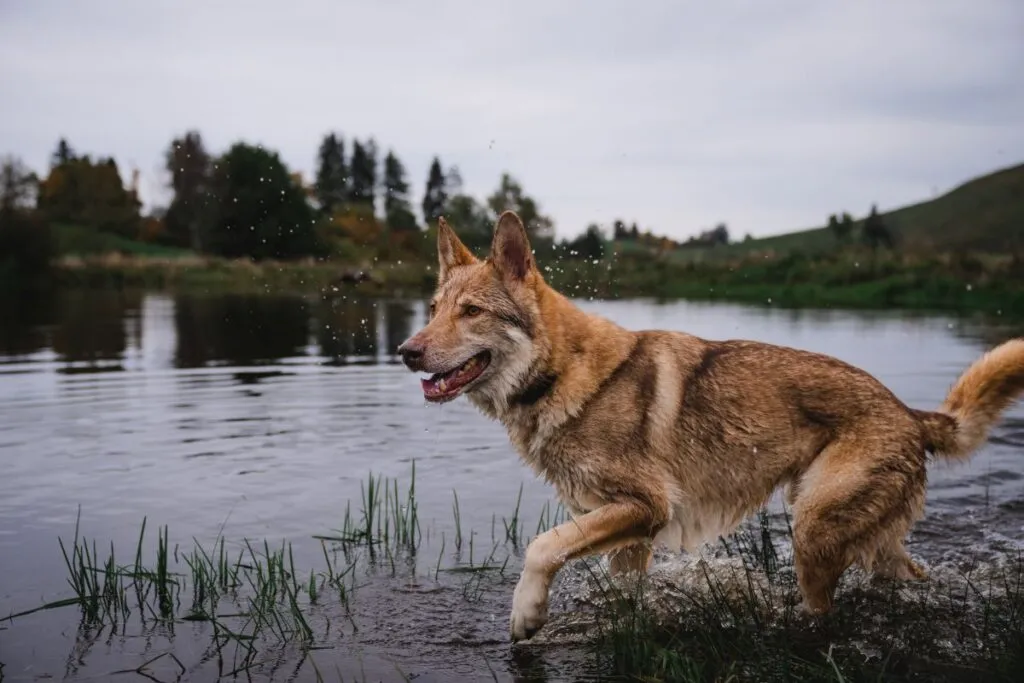 Saarlooswolfhund Wasser