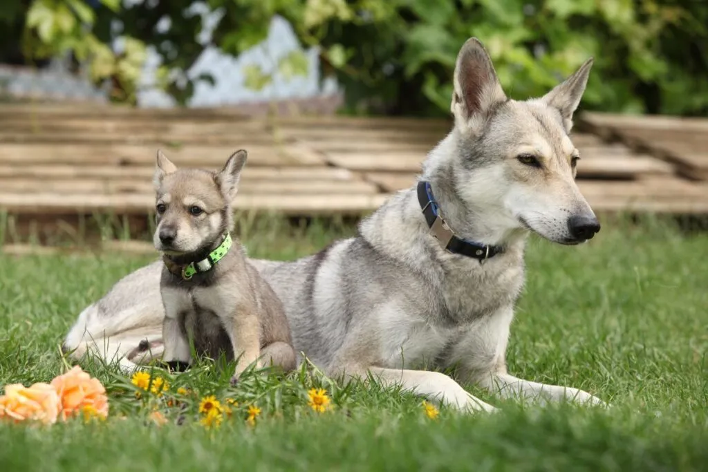 Saarlooswolfhund Welpe