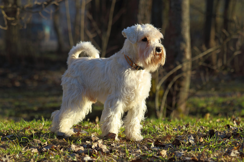 zwergschnauzer weiss