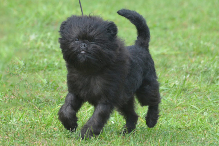 Affenpinscher auf Wiese