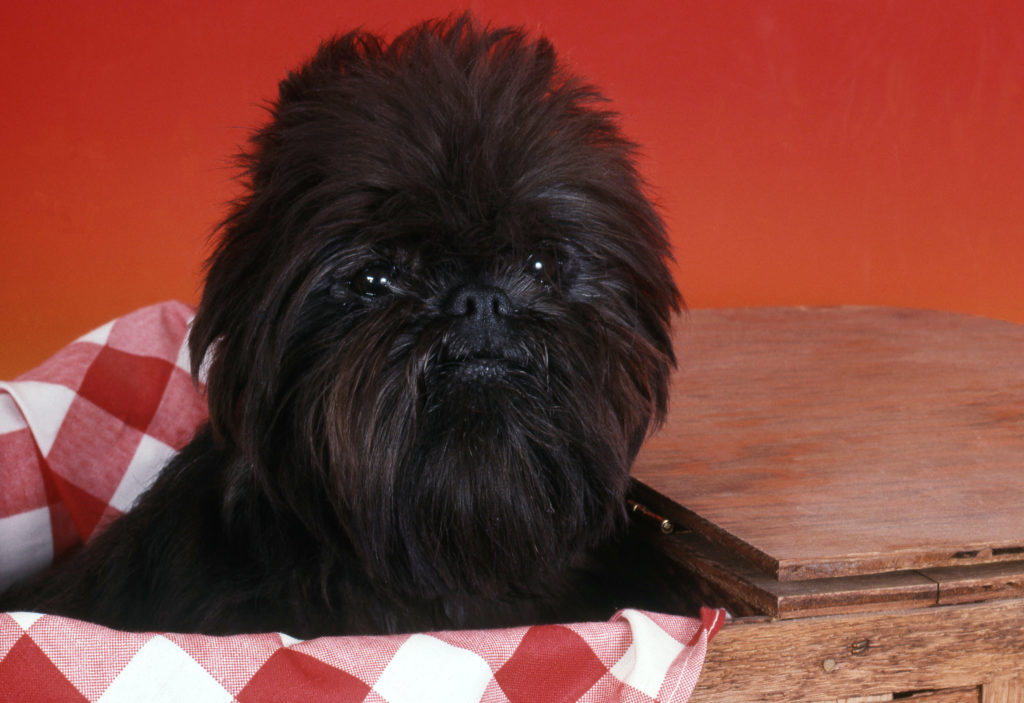 affenpinscher welpe