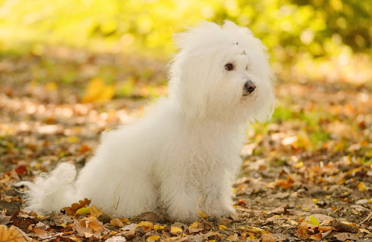 Bologneser Hund im Herbst
