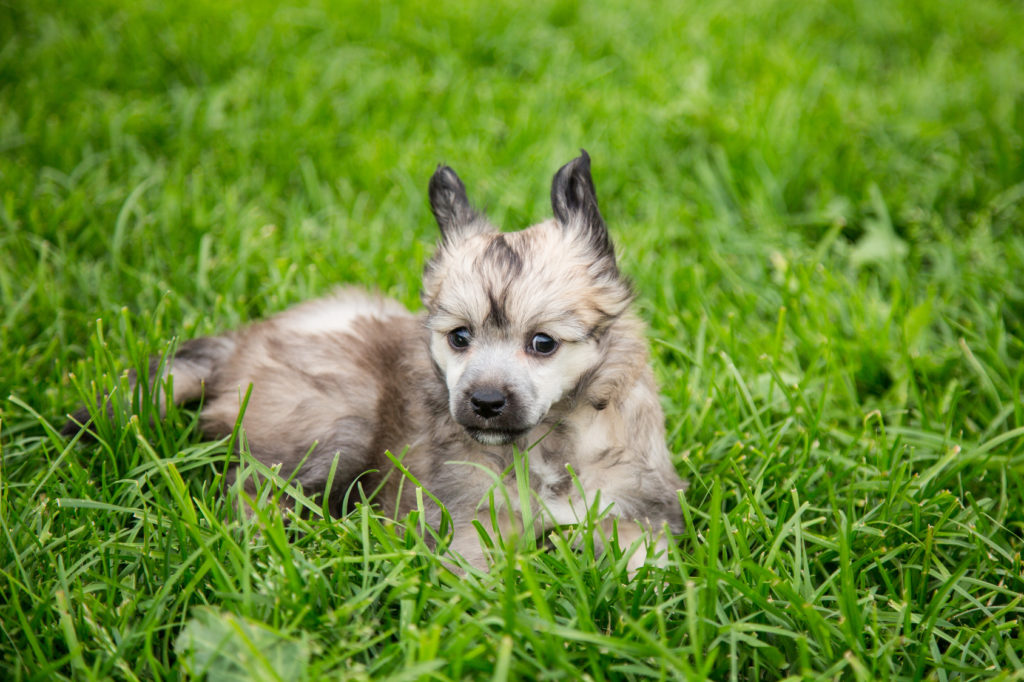 chinesische schopfhund welpe