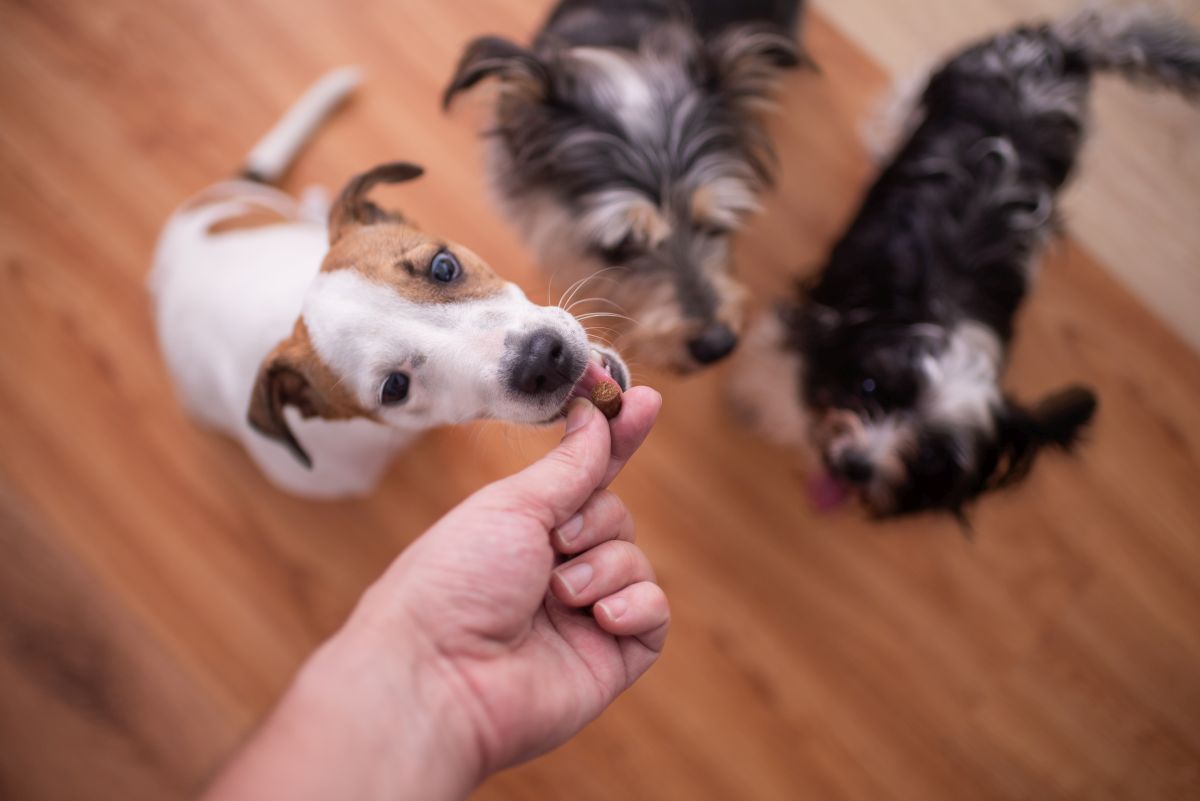 Drei Welpen eingewöhnen mit Hundesnacks