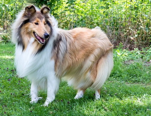Langhaarcollie Rassebeschreibung - zooplus Hundemagazin