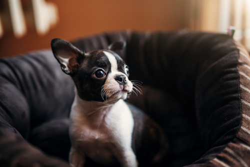 Cuccioli al sicuro