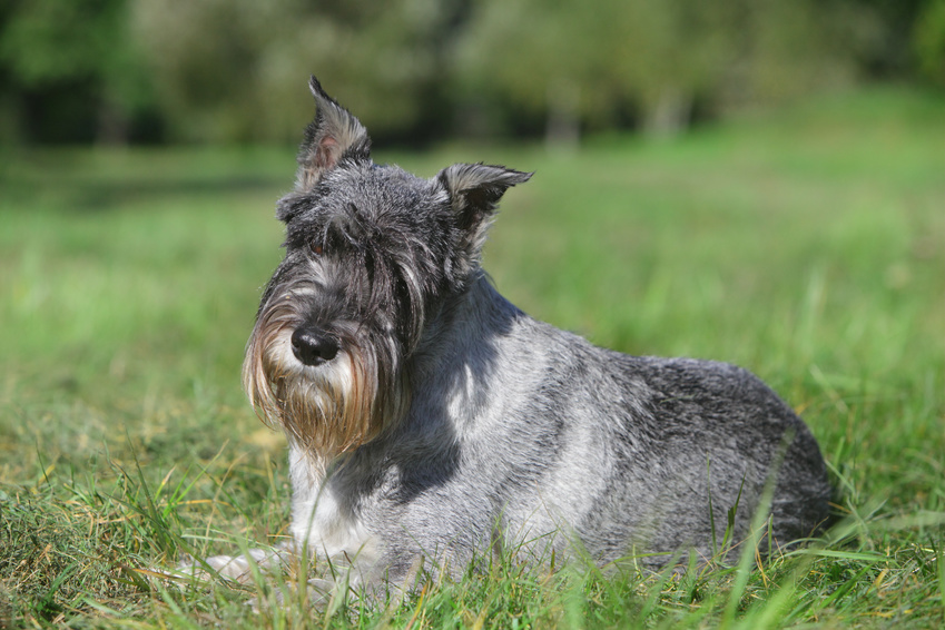 grau schnauzer im grass