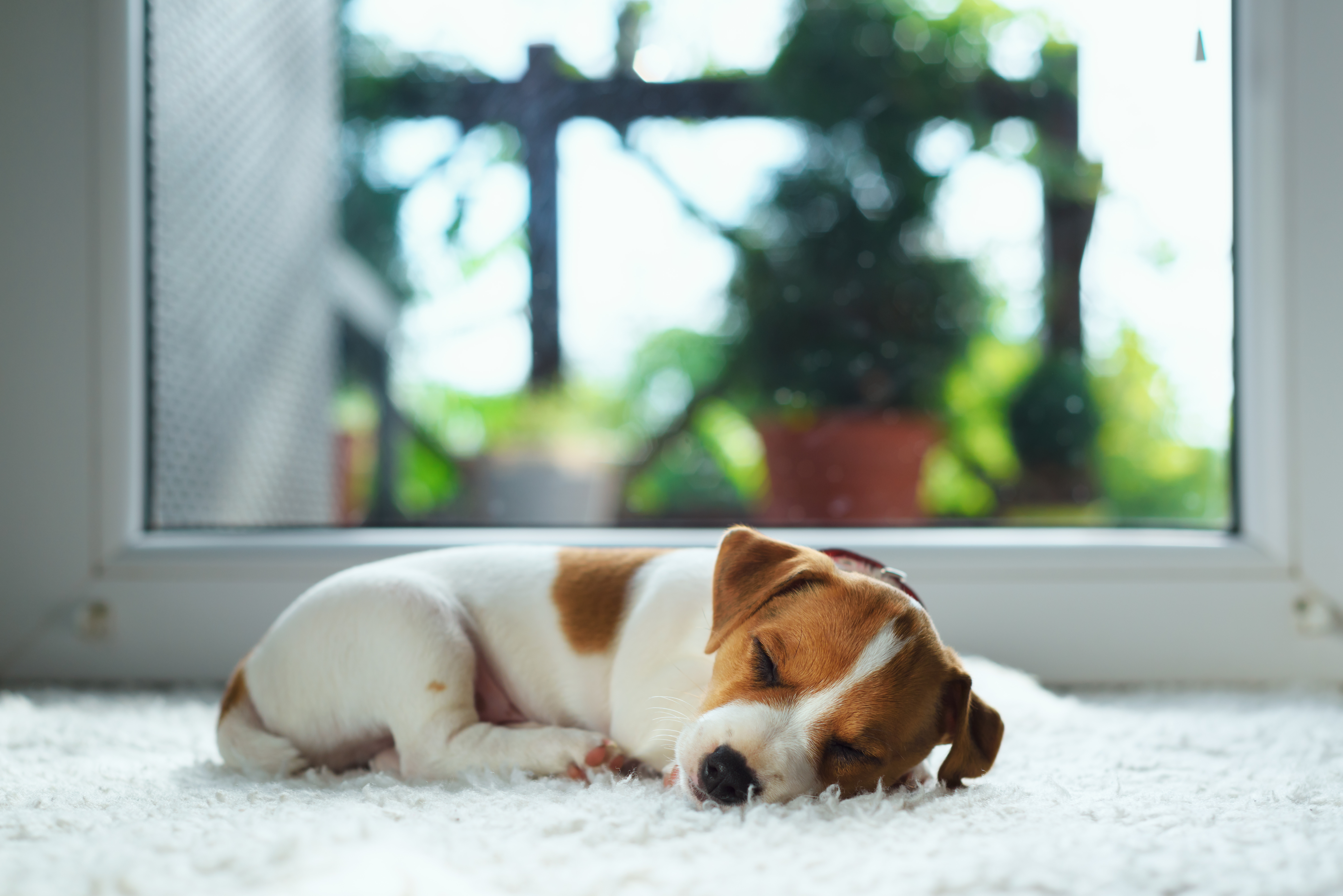Sicher Durch Die Welpenzeit Zooplus Hundemagazin