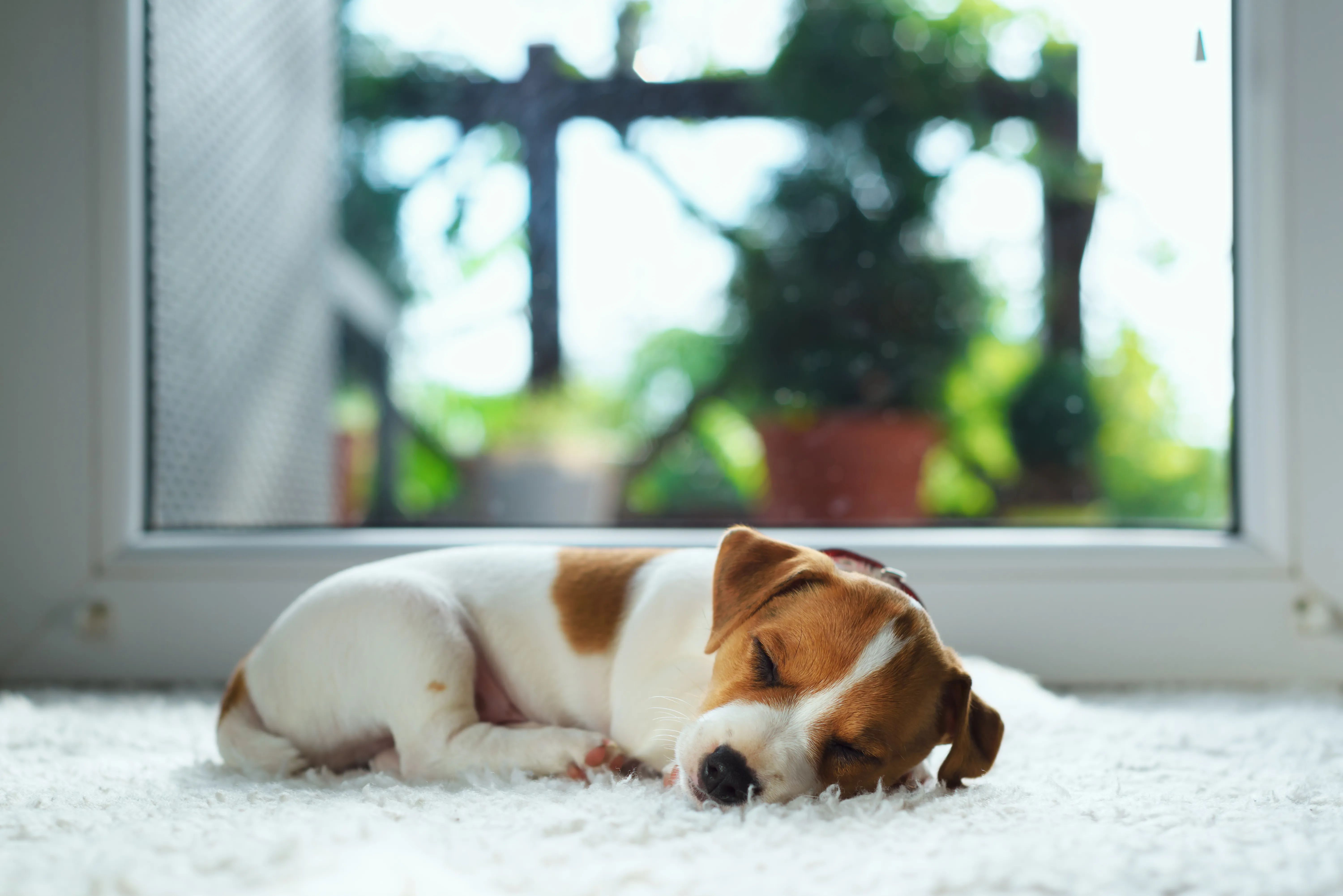 Sicher durch die Welpenzeit | zooplus Hundemagazin
