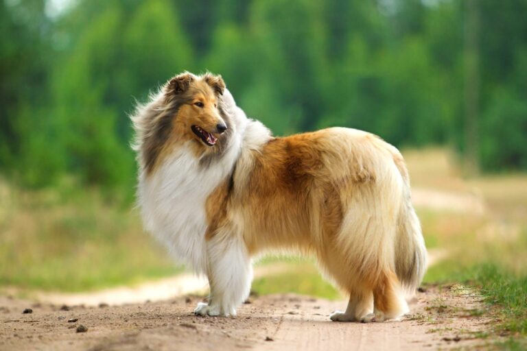 langhaar collie hund