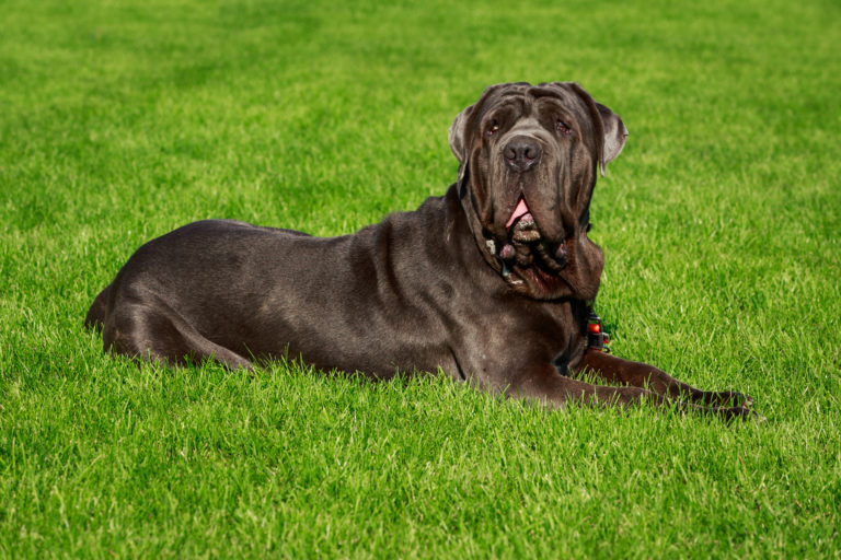 mastino napoletano