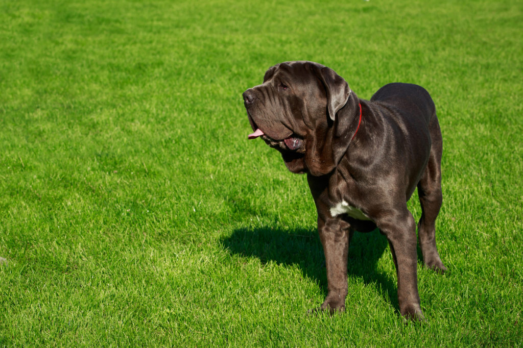 mastino napoletano im grass