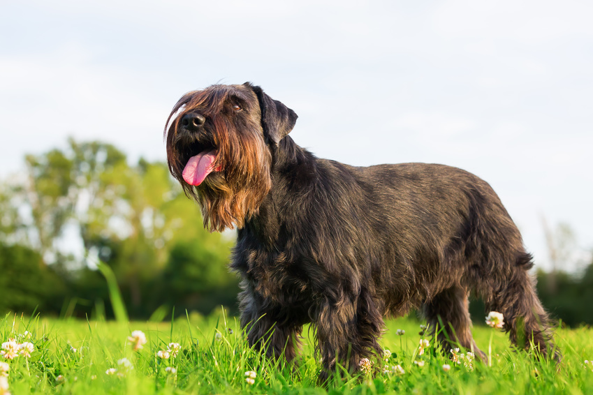 mittelschnauzer glücklich