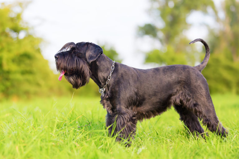 mittelschnauzer im grass