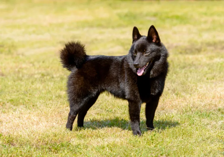 schipperke