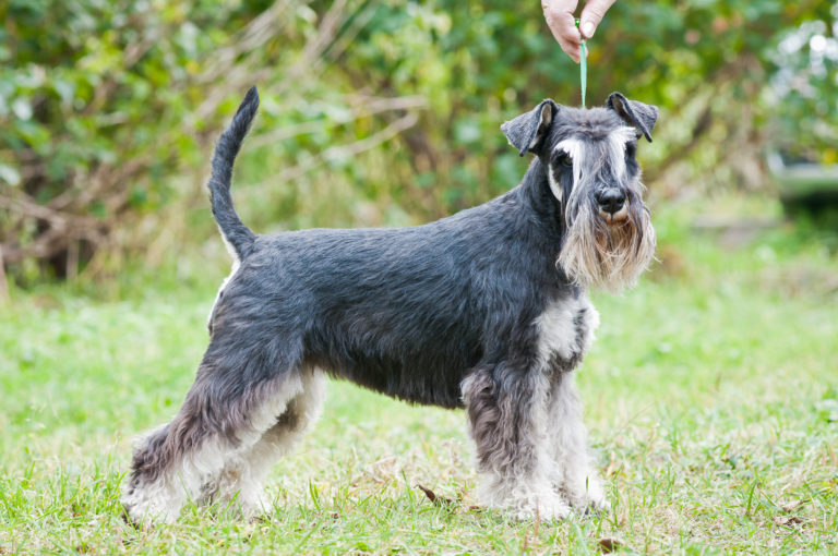 zwergschnauzer im grass