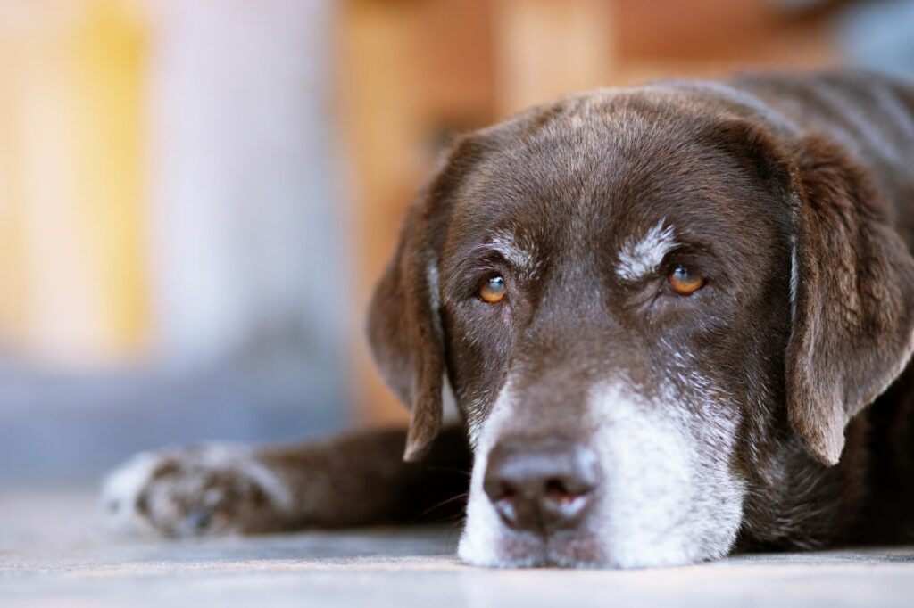 Hund mit traurigem Blick