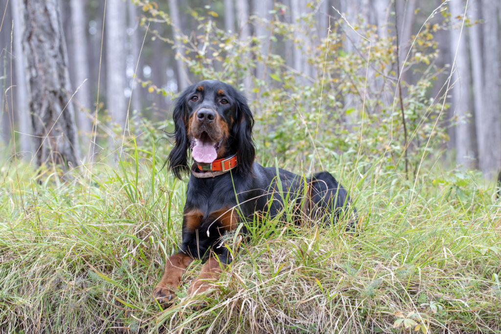 Gordon Setter Jagdhündin im Wald auf Abruf