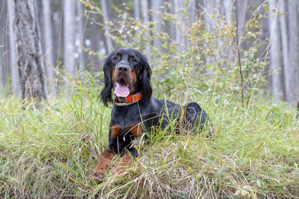 Gordon Setter Jagdhündin