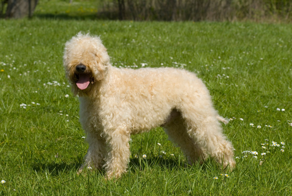 Irish Soft Coated Wheaten Terrier im grass